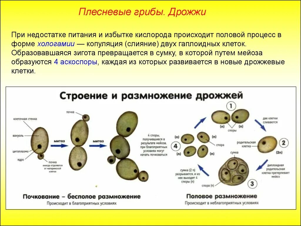 Дрожжи царство грибов. Дрожжевые грибы способ питания. Дрожжи грибы строение. Тип питания дрожжевых грибов. Питание клетки гриба