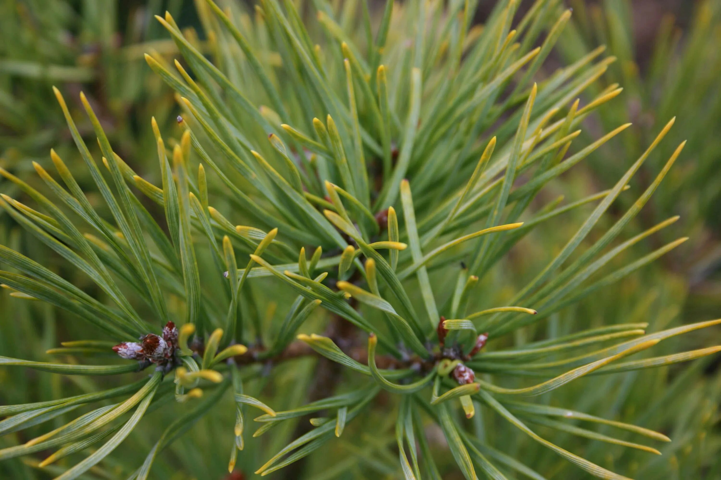 Хвойные иголки. Pinus Sylvestris. Хвоинки сосны. Хвоя сосны обыкновенной. Сосновый вертун сосны обыкновенной.