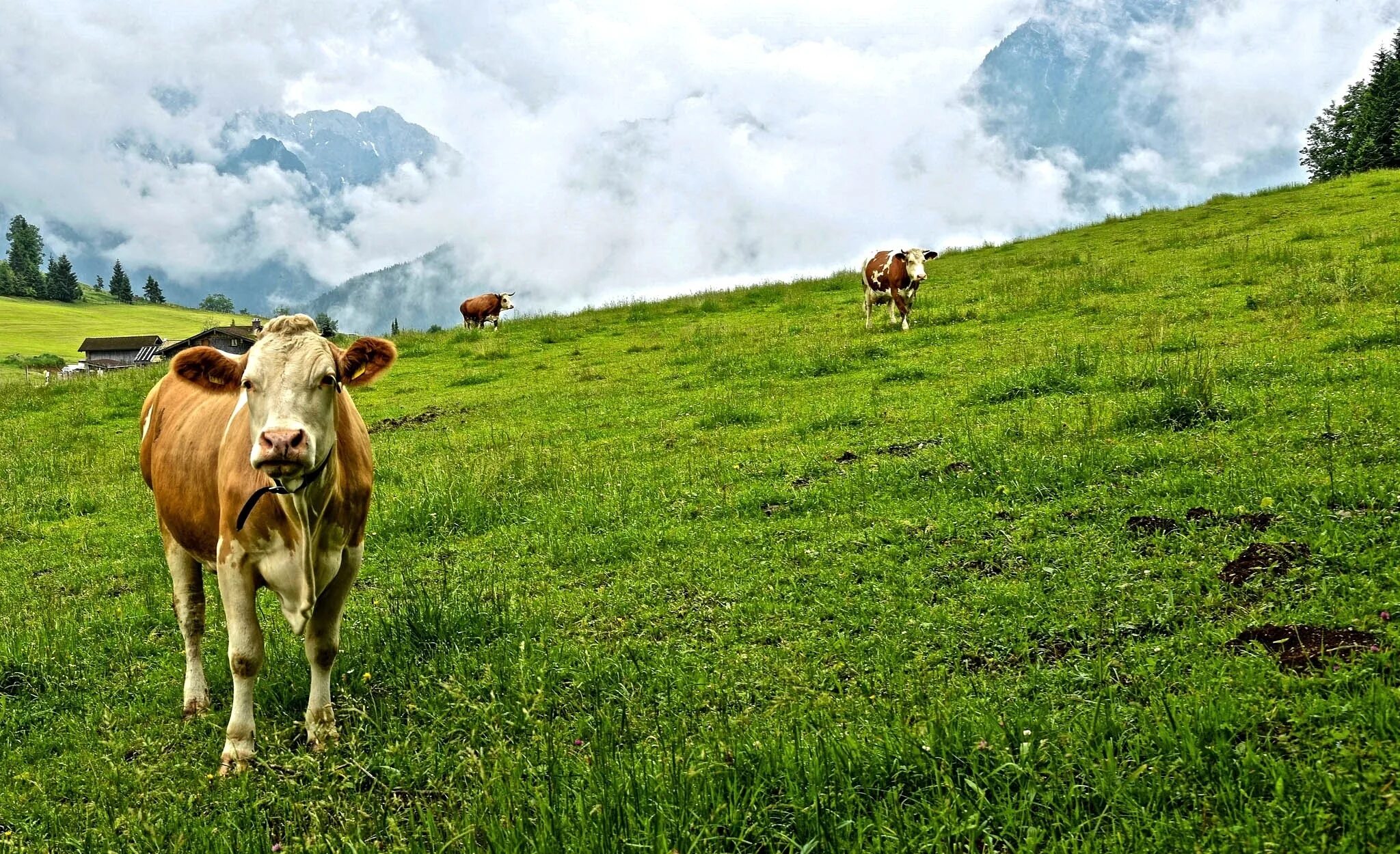 Поле коровки. Коровы на лугу. Коровы в поле. Коровы на пастбище. Луг с коровами.