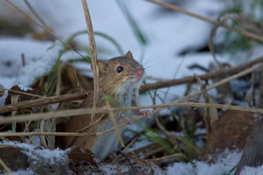 Полевые мыши зимой. Полевка зимой. Мышь полевка зимой. Гнездо полевой мыши. Полевка домик.