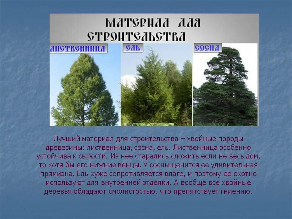 Хвойные и лиственные породы деревьев. Хвойные породы древесины. Хвойные породы и лиственные породы деревьев. Хвойные породы России.