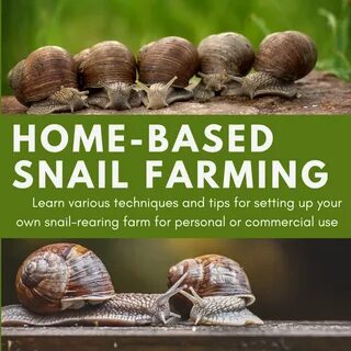 Home-Based Snail Farming: Techniques, Tips, and Benefits of Rearing.