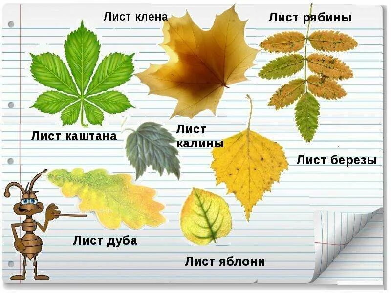 Листья деревьев 1 класс окружающий мир. Листья клена дуба рябины каштана. листья 1 класс. листья дуба рябины клена. листья клена рябины дуба березы.