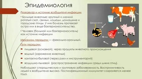 Цикл жизнедеятельности сальмонелл обычно происходит ответ