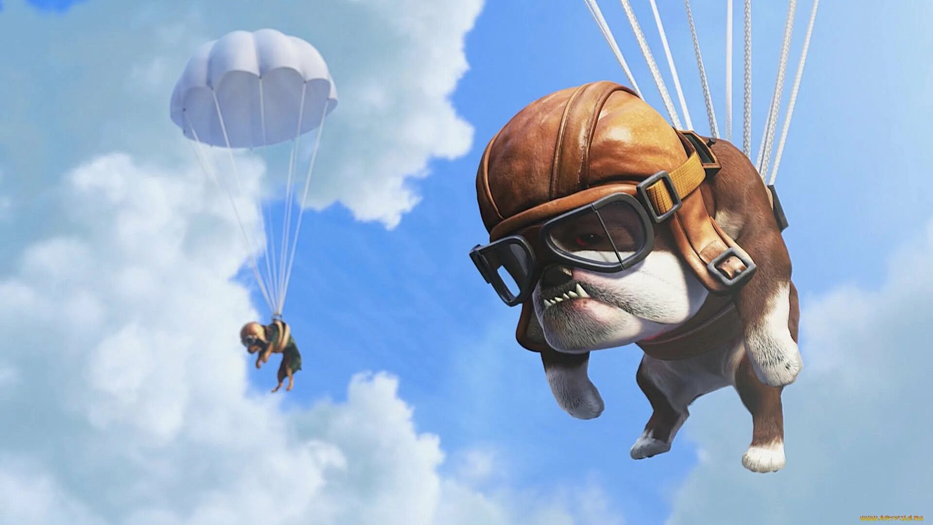 Собака на парашюте. Собака парашютист. Смешной парашютист. Собака прыгает с парашютом.