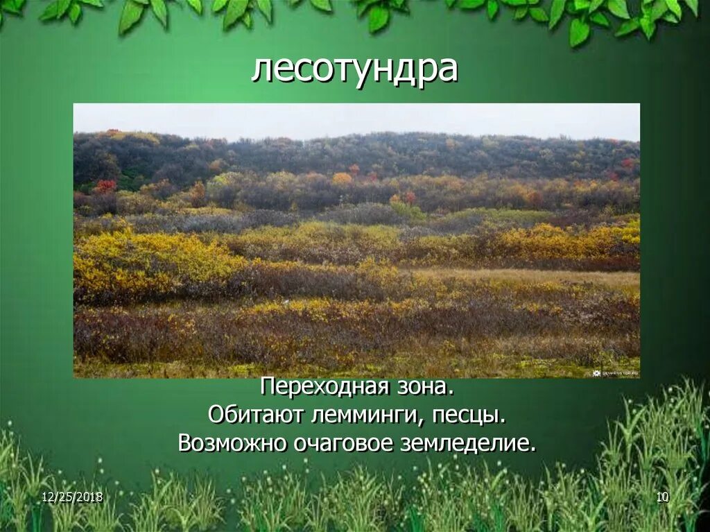 Лесотундра природная зона. Природные зоны России лесотундра. Растения лесотундры. Загадки про лесотундру. Какая природная зона переходная