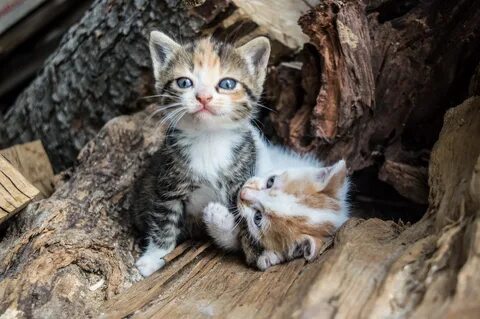 Сильные котята 2