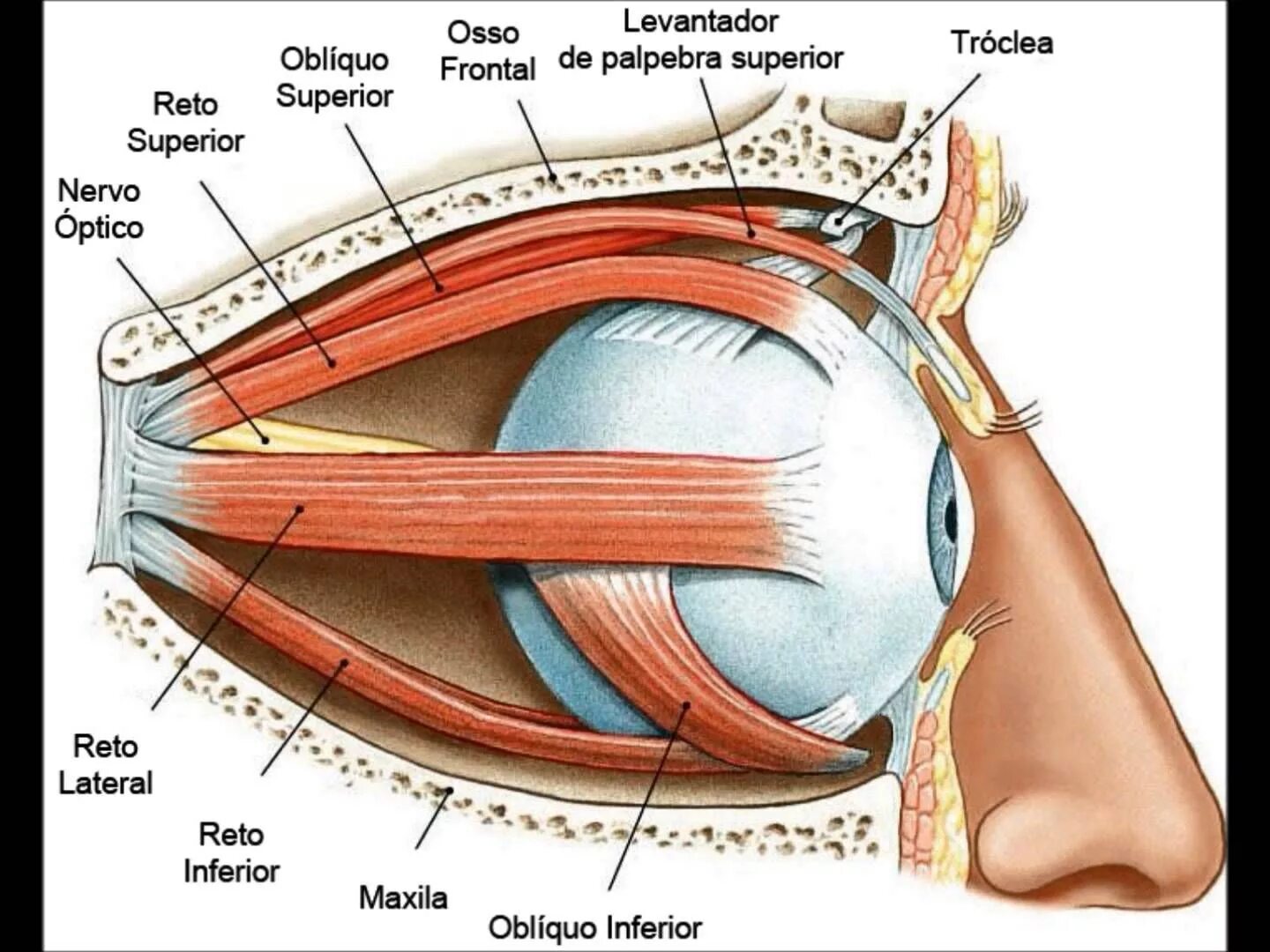 Глазные яблоки расположены в парных углублениях черепа. Rectus internus глаза. Мышцы глазное яблоко строение анатомия. Топографическая анатомия строения глаза. Строение глазного яблока анатомия латынь.