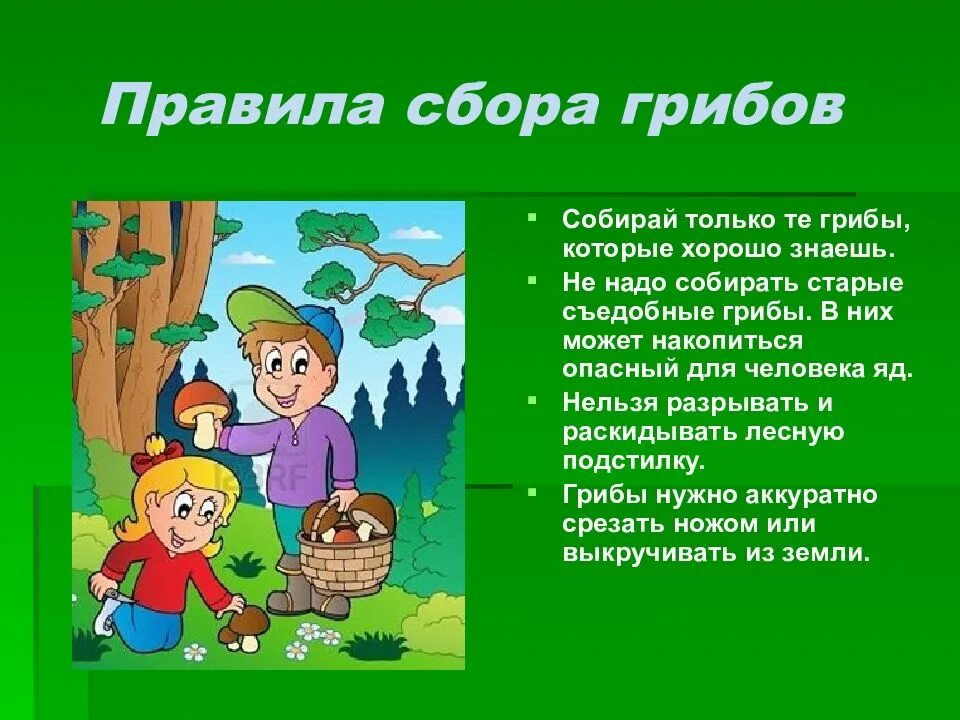 Как отличить собирающую. Правила сбора грибов. Правило сбора грибов в лесу. Правила безопасного сбора грибов. Памятка для детей как собирать грибы.