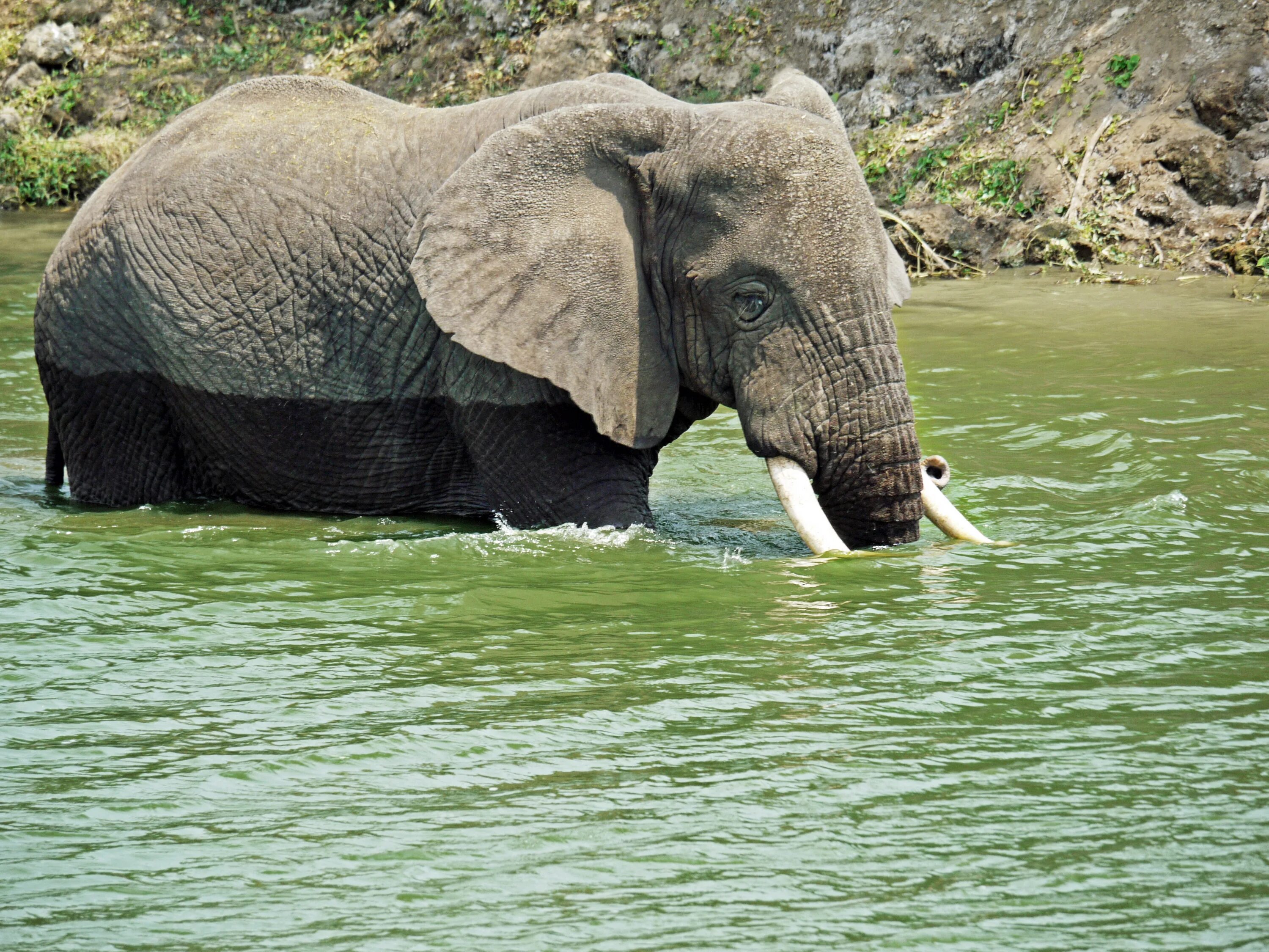 Elephant swim. Слон в Уганде. Бивень животное. Фото слонов. Слон пьет воду.