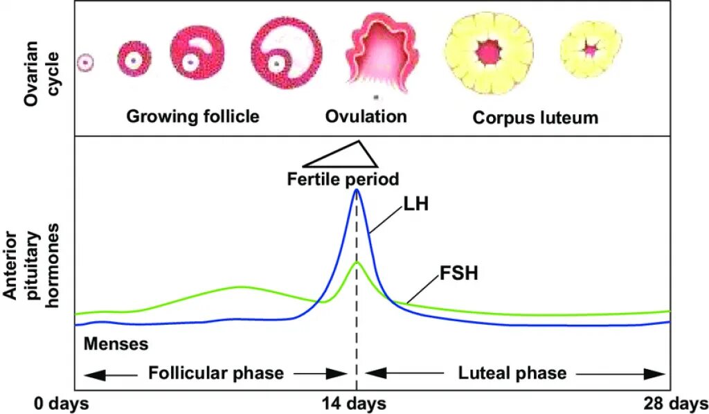 Менструальный цикл. Follicular phase of the menstrual Cycle. Menstrual Cycle Hormones. Менструальный цикл гормоны схема. During this period