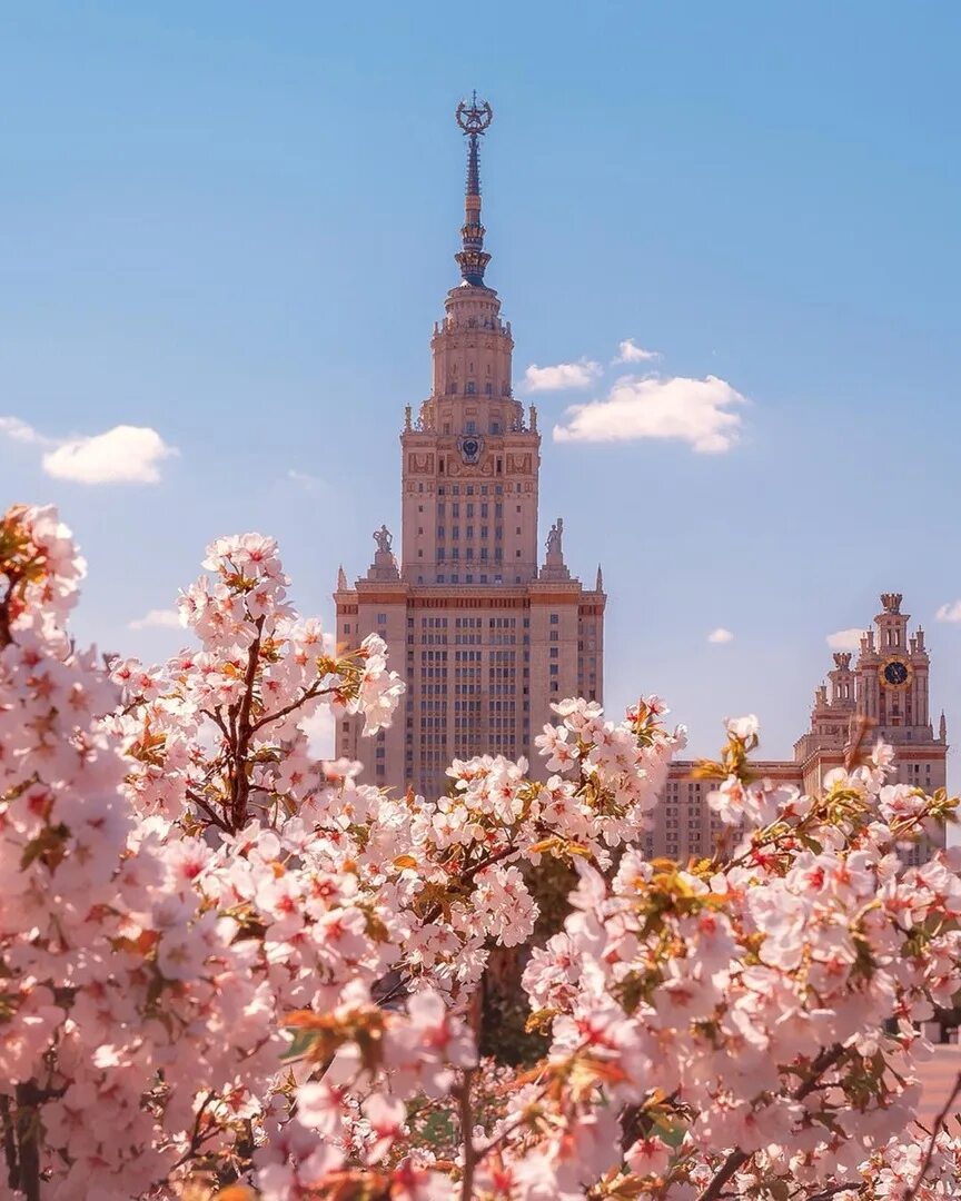 Мгу весной. Аллея Сакуры в Москве МГУ. Цветение Сакуры в Москве МГУ. Сакура МГУ Воробьевы горы. Сакура перед МГУ.