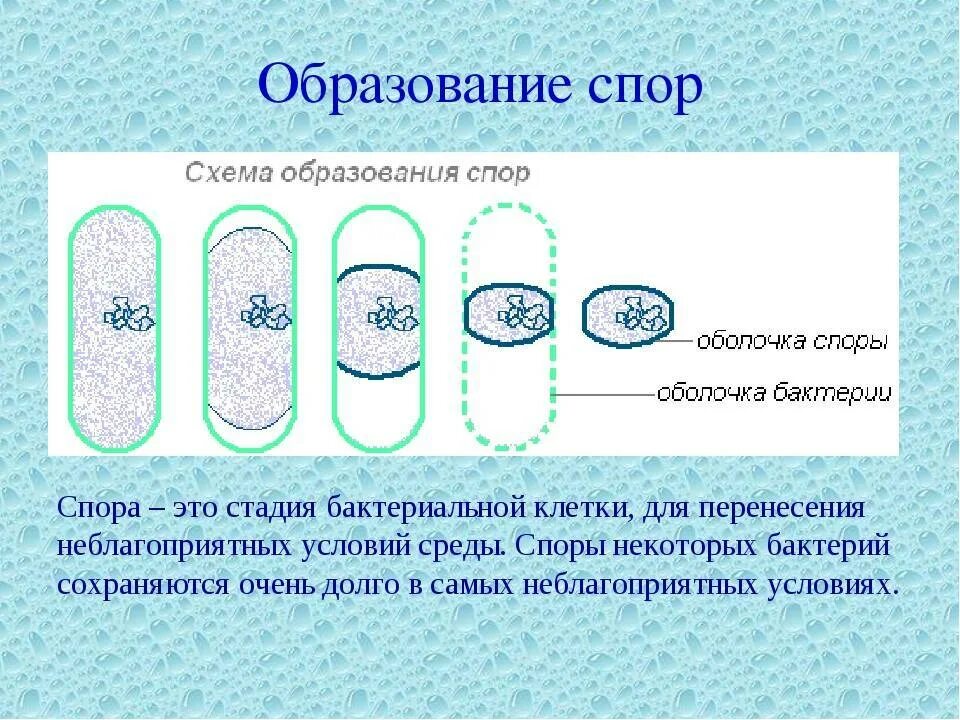 С помощью спор бактерии. Схема спорообразования у бактерий. Схема образования спор у бактерий. Образование спор у бактерий 5 класс биология. Образование спор у бактерий.