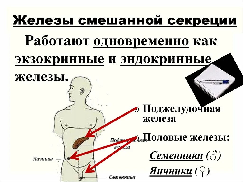 Эндокринная регуляция функций молочной железы. Железы смешанной секреции. Гормональная регуляция функции молочных желез. Поджелудочная железа железа смешанной секреции. Чем характеризуются железы смешанной секреции