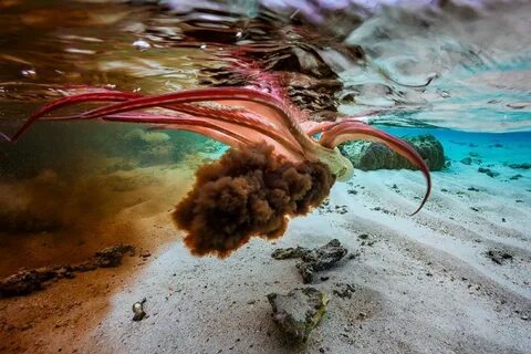 Octopus Squirting Its Cephalopod Ink... photo by Gaby Barathieu Types Of Bu...