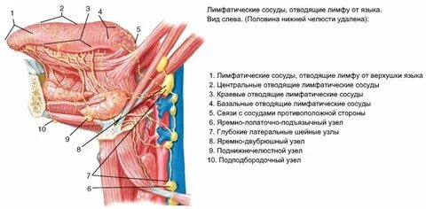 Подчелюстные лимфатические узлы