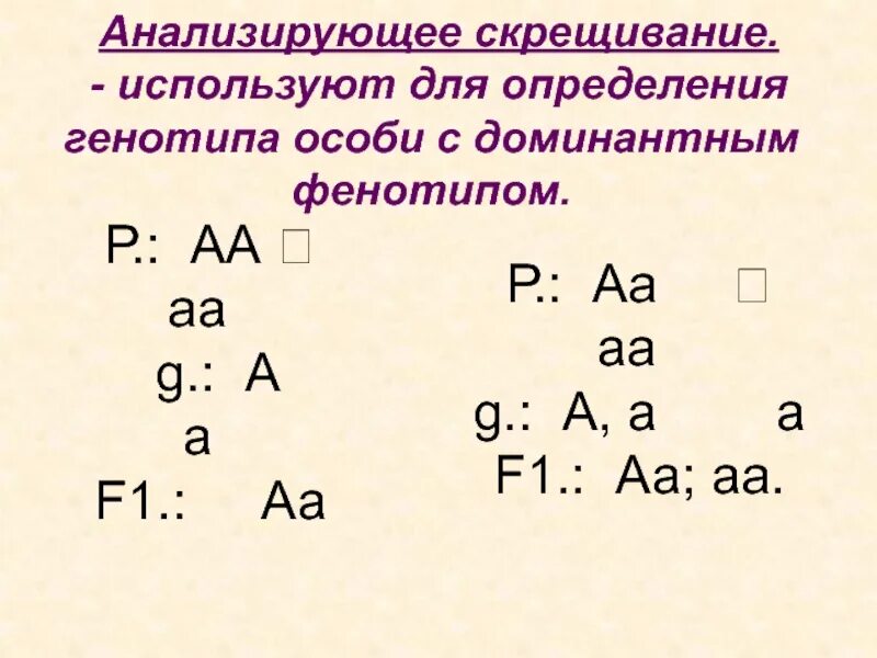 Определите генотип быка