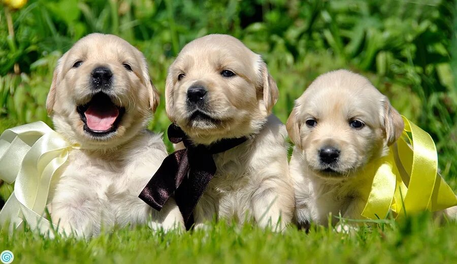 дружба животные. собаки кошки верные друзья. Cat and dog travelling. животные вместе. забавные животные.