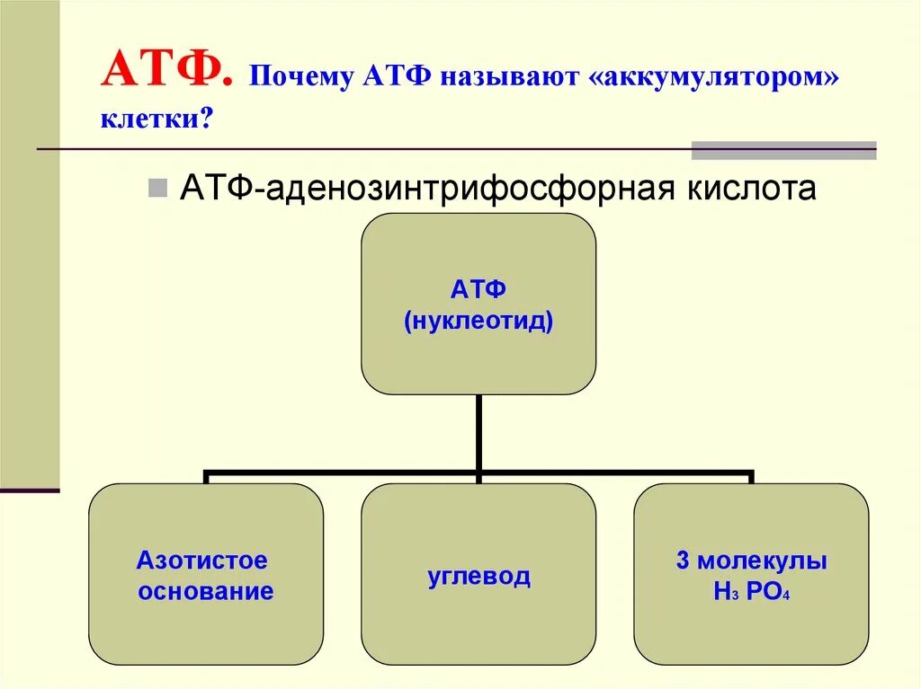 Атф поглощается. АТФ строение и функции 10 класс. Схема строения АТФ биология 10 класс. Функции молекулы АТФ.