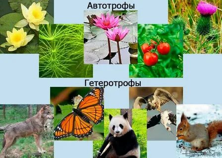 Все живые организмы гетеротрофы