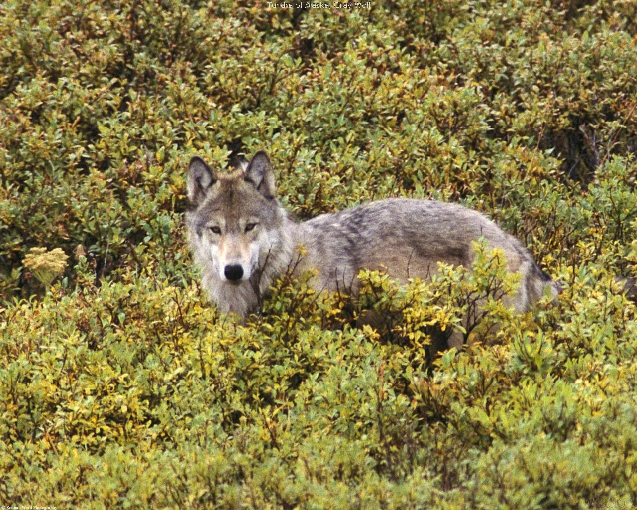 Растительность и животный мир лесотундры. Тундровый волк. Животные тундры и лесотундры. Волк в лесотундре. Животные тундры и лесотундры России.