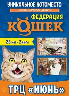 Выставка кошек красноярск июнь 2024