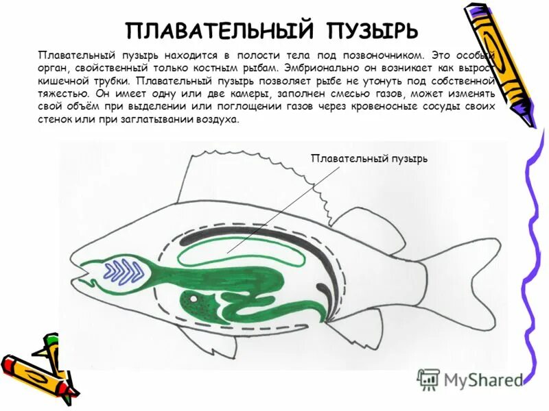 плавательный пузырь 7 класс. строение плавательного пузыря у костных рыб. плавательный пузырь у кого. плавательный пузырь у костистых рыб. плавательный пузырь 7 класс.