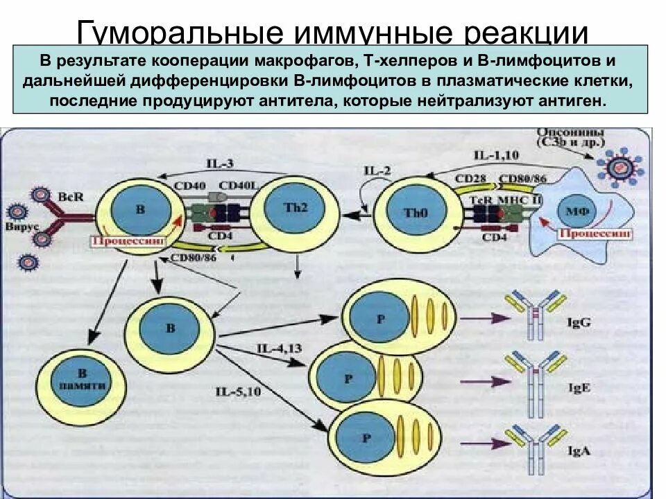 Гуморальный иммунный ответклеьки. Клетки гуморального иммунного ответа. Реакции клеточного и гуморального иммунного ответа. Механизм гуморального иммунитета схема. Варианты иммунного ответа