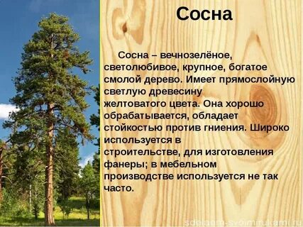 Субъекты в которых произрастают хвойные породы деревьев