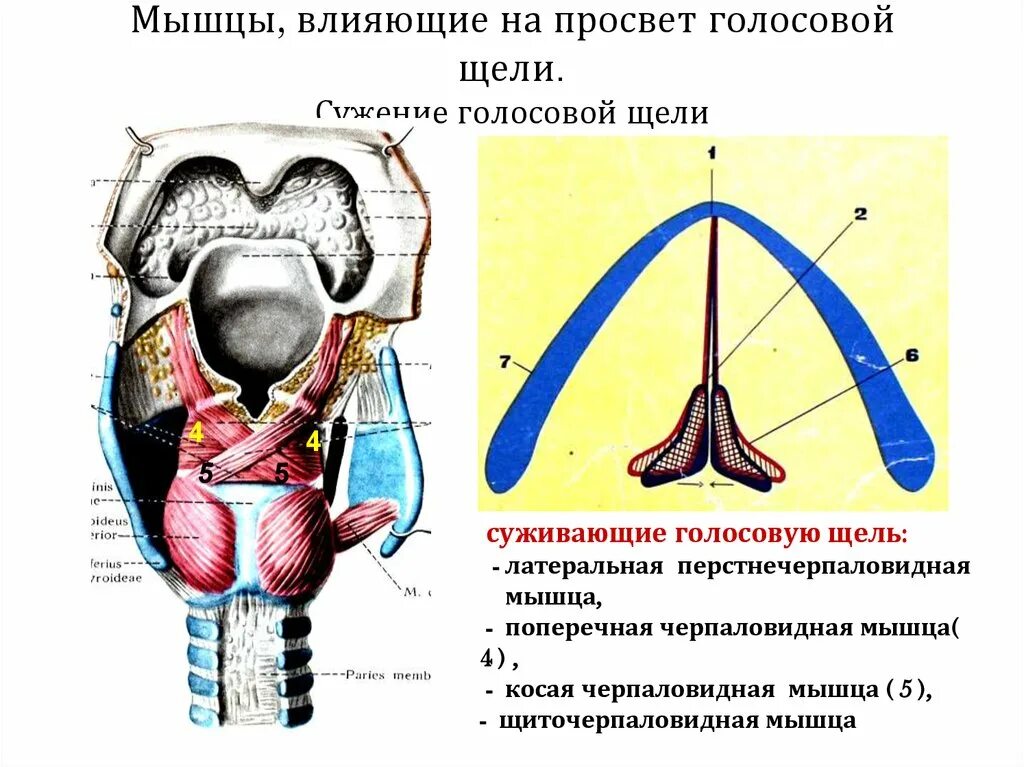 Щель является. Мышцы влияющие на просвет голосовой щели. мышцы суживатели голосовой щели. мышцы гортани суживающие голосовую щель. иннервация мышцы суживающих голосовую щель.