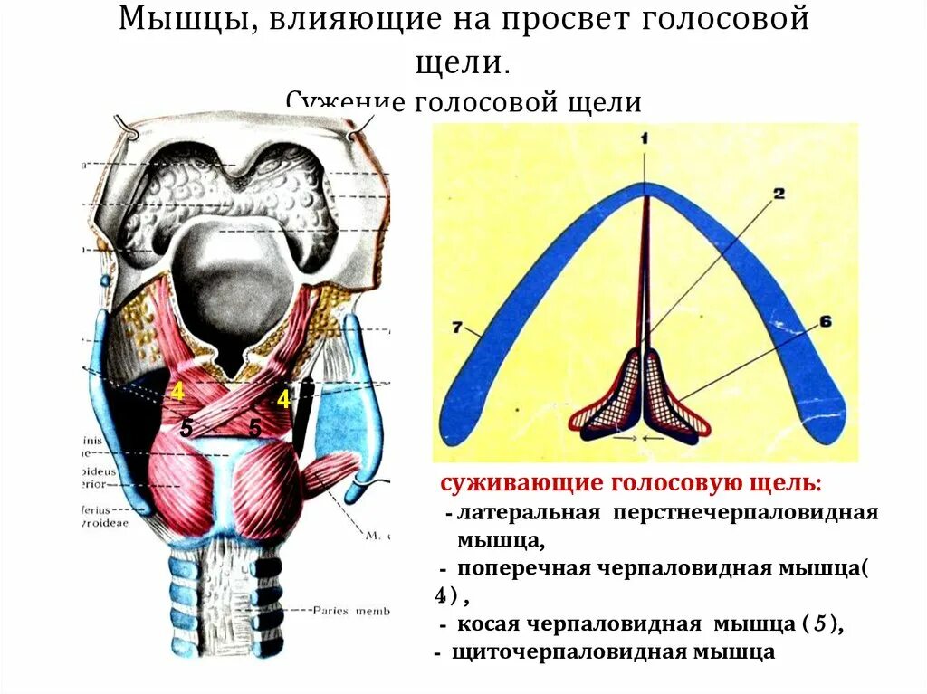 Мышцы голосовых связок. Мышцы суживатели голосовой щели. Мышцы гортани суживающие голосовую щель. Иннервация мышцы суживающих голосовую щель. Мышцы, суживающие просвет голосовой щели.