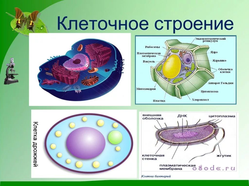 Клетки организмов всех царств живой. Клеточное строение. Клетка биология строение. Клеточное строение организмов. Строение клетки живого организма.