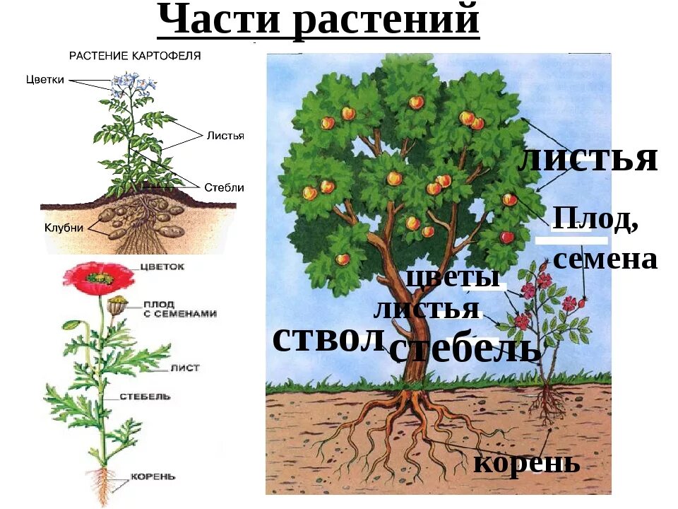 3 корня 1 ствол. Части растения. Строение растения. Строение дерева для детей. Иллюстрации с изображением частей растений.