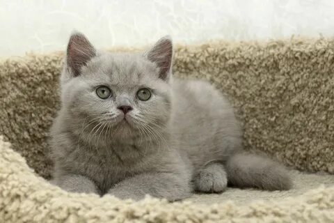 Британка котенок