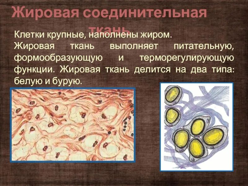 Питательная функция соединительной ткани. Жировая ткань это соединительная ткань. жировые клетки соединительной ткани. жировая соединительная ткань строение. функции жировой ткани в соединительной ткани.