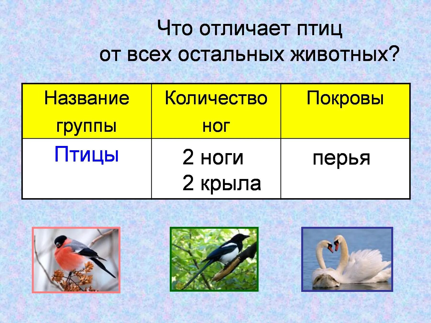 Что отличает птицу. Группа животных птицы. Чем птицы отличаются от всех других животных. Отличить птиц. Чем отличаются птицы от животных.