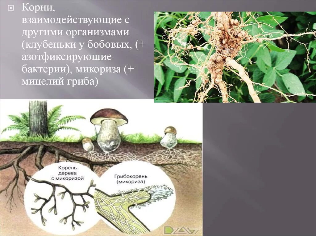 Образуют микоризу с корнями растений. Грибная микориза. Микориза и клубеньки. Шляпочные грибы микориза. Клубеньковые азотфиксирующие бактерии.