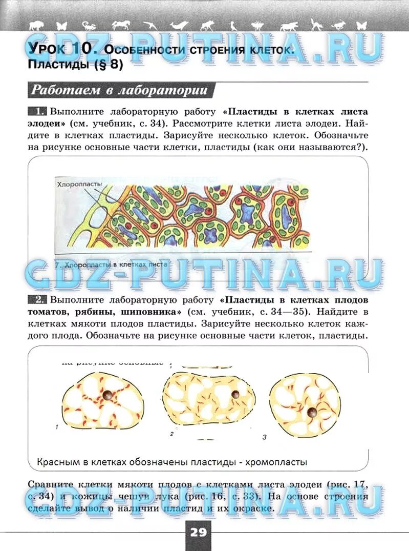 Моя лаборатория выполните задания. Пластиды в клетках плодов. Пластиды в клетках листа элодеи. Сравните клетки мякоти плодов с клетками листа элодеи и кожицы чешуи. Хлоропласты в клетках листа элодеи.
