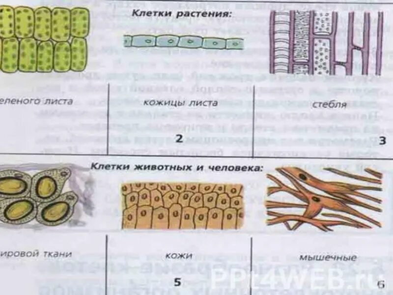 Группа клеток организма выполняющих