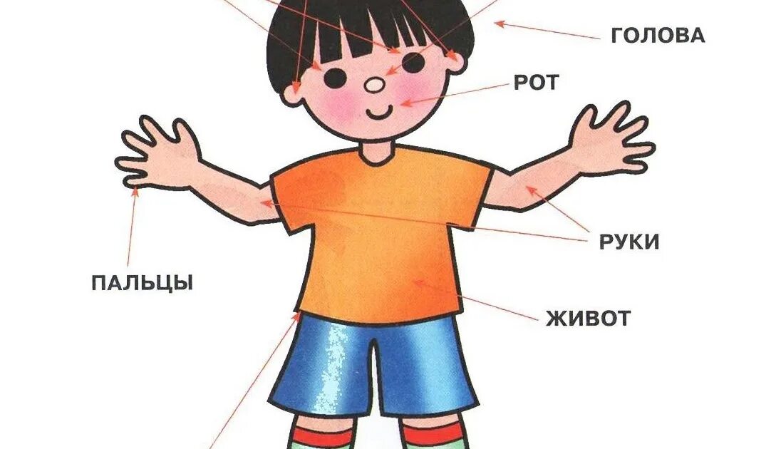 Части тела картинки. Части тела. Части тела лицо для детей. Карточки части тела человека. Карточки на тему части тела для детей.