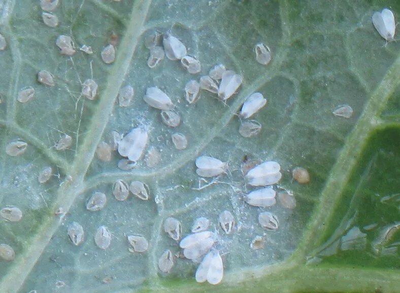 Pin on Landscaping