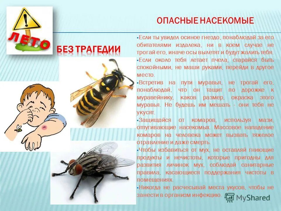 Что сделать при укусе насекомых. Жалящие насекомые для дошкольников. Безопасные насекомые для дошкольников. Осторожно опасные насекомые для детей.