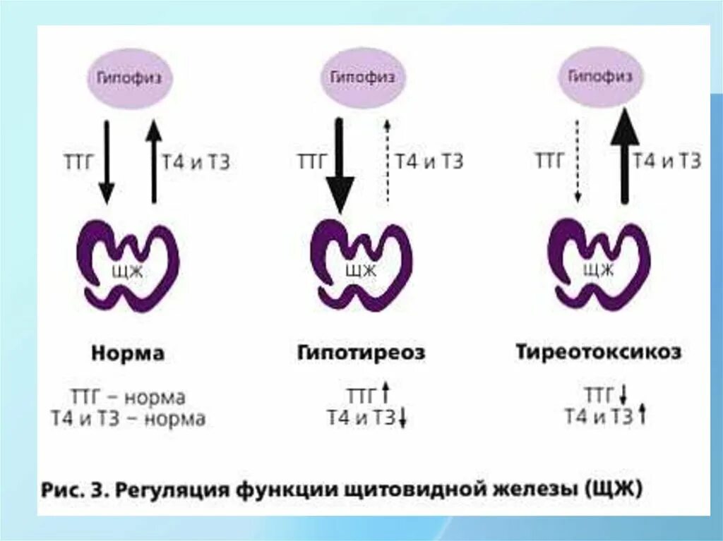 Щитовидная железа т4 норма у мужчин. Схема регуляции щитовидной железы. Регуляция функции щитовидной железы схема. Схема регуляции ТТГ.
