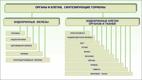 Гормоны синтезируются в клетках