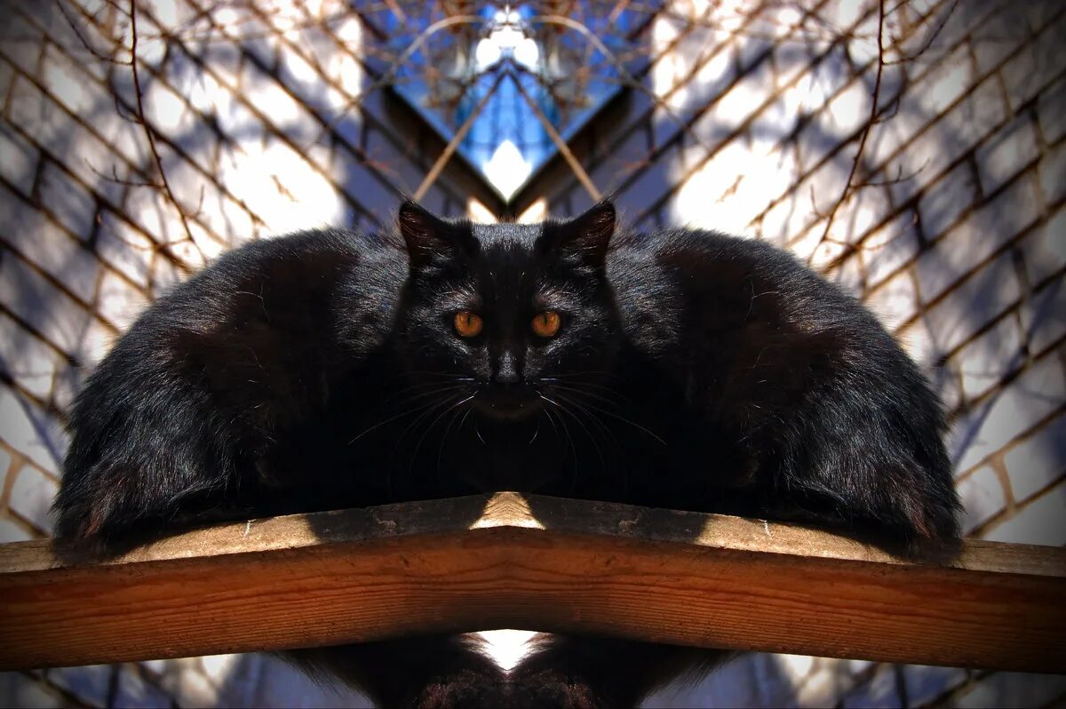 кот и ворона. кошка похожа на ворону. кот ворон оптическая иллюзия. ворона и кошка. черный кот и ворон.