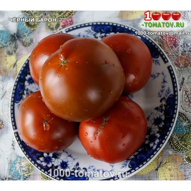 темный барон томат. томат черный барон. семена томат черный барон. томат черный барон. томат черный барон.