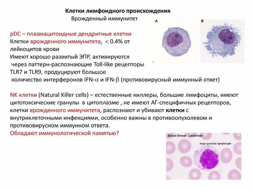 Характеристика клеток врожденного иммунитета. Клетки врожденной иммунной системы. Лимфоциты врожденного иммунитета 1 типа. Клетки врожденного иммунитета иммунология таблица.