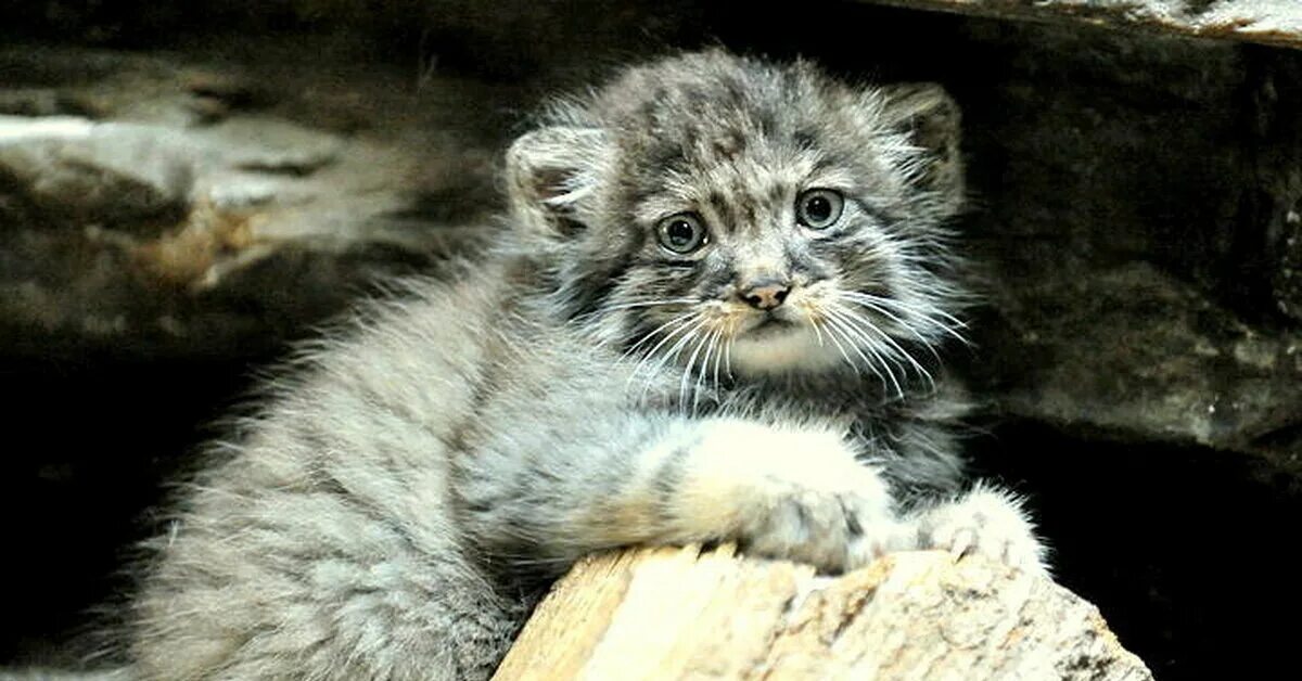 Кот манул котята. Манул котята. манул малыш. детеныш манула. котята манула фото.