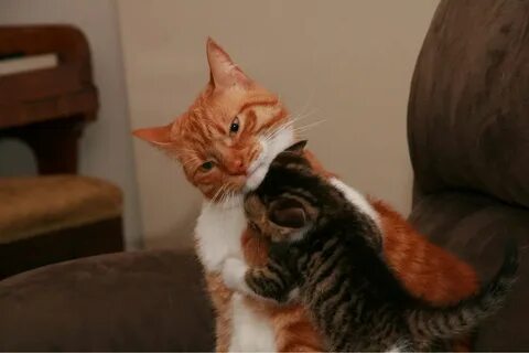 Котик извиняется