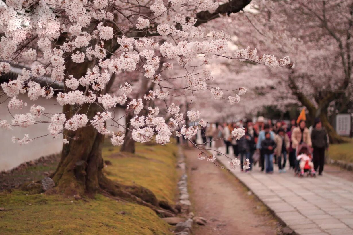 Праздник цветения Сакуры в Японии. Фестиваль цветения Сакуры в Японии. Япония Сакура Ханами. Праздник цветения вишни Сакуры в Японии. День цветущей сакуры